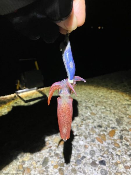 ケンサキ🦑調査(^｡^)