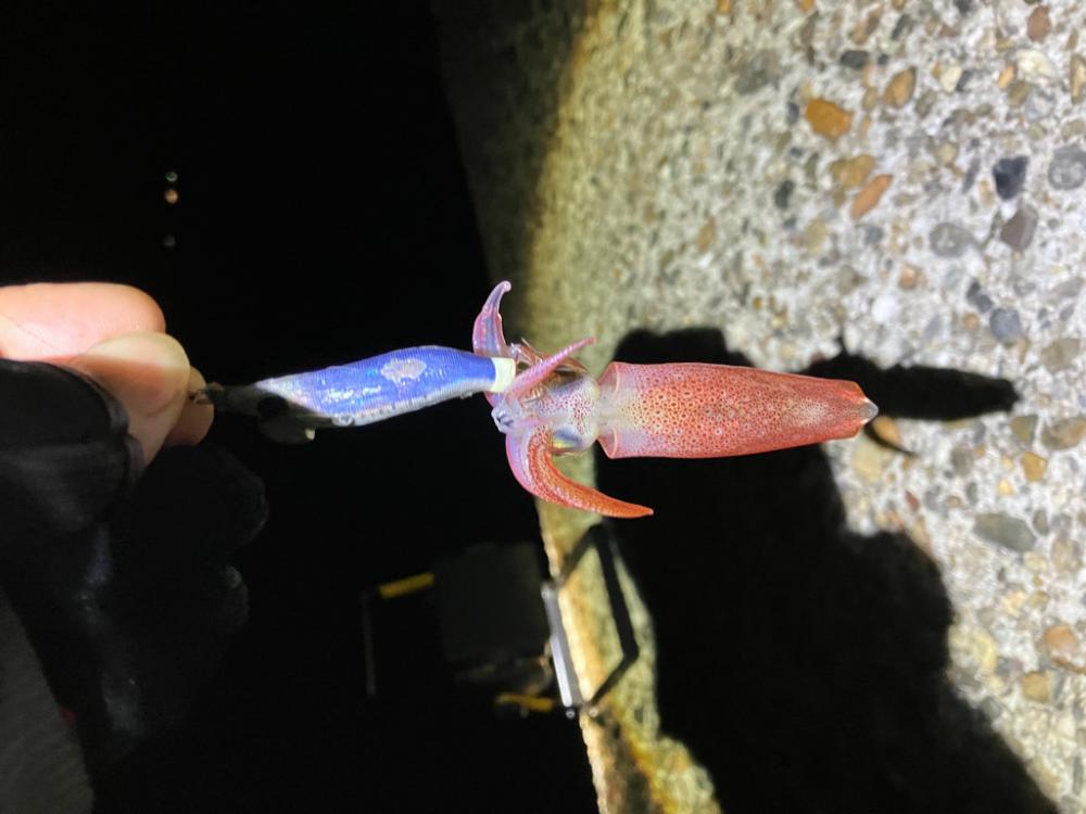 ケンサキ🦑調査(^｡^)