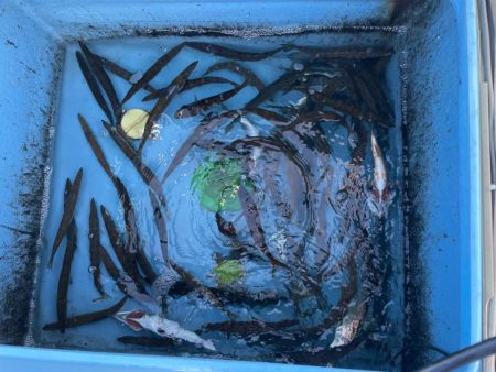 今季も来ました　数釣りの水カマス