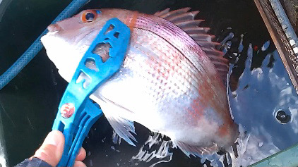 渋ヒトツテンヤ竿頭！