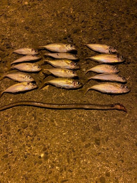 久々のアジング