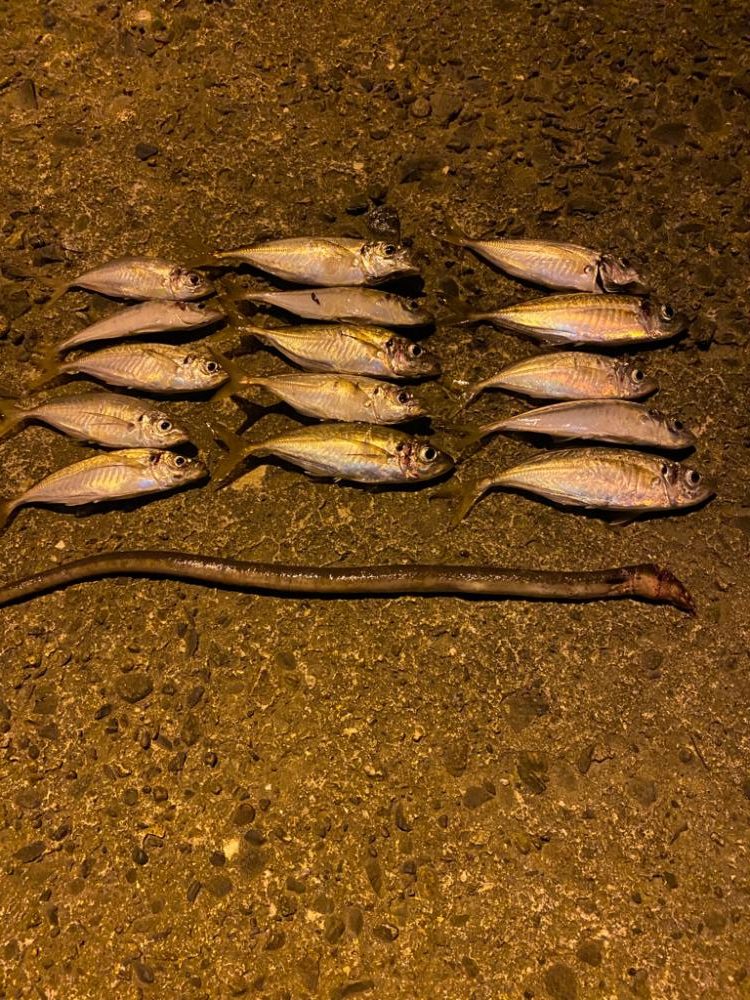 久々のアジング