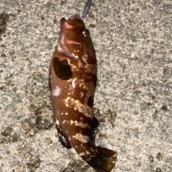 爆釣　四目達成