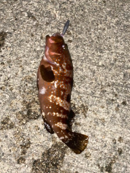 爆釣　四目達成