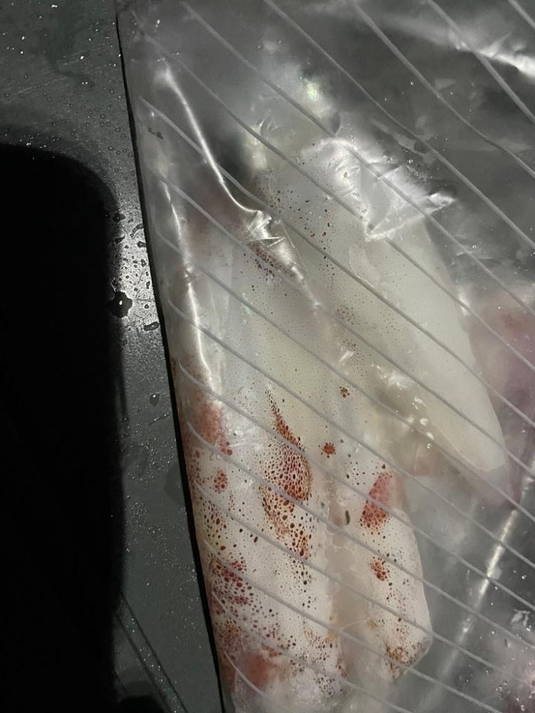 初ケンサキイカ