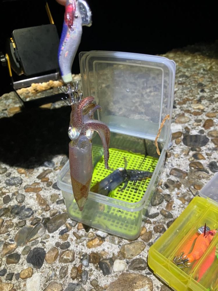 久しぶりのケンサキイカ釣り(^｡^)