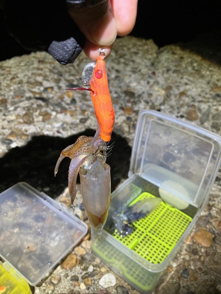 ケンサキ釣り8日目(^.^)