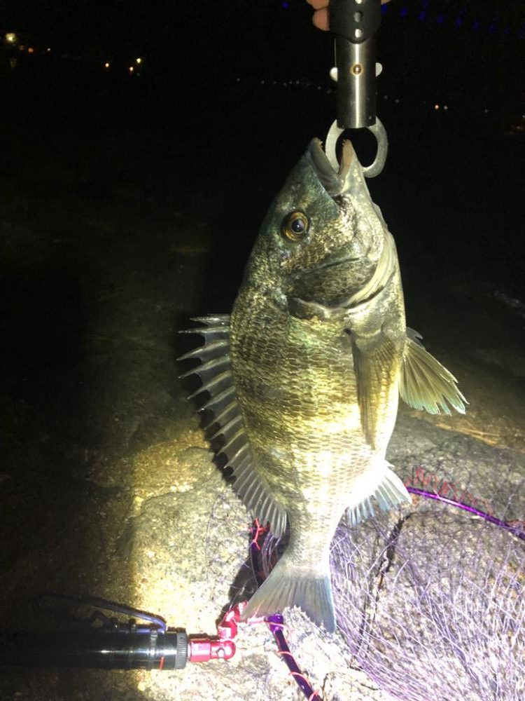 チヌが釣りたくて