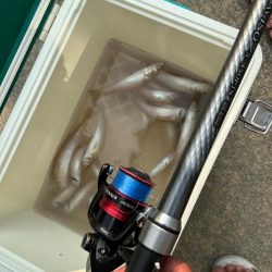 デイはキスナイトはシーバス