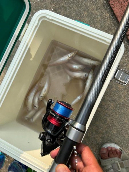 デイはキスナイトはシーバス