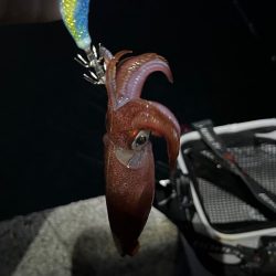 ケンサキの季節