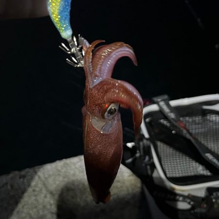 ケンサキの季節