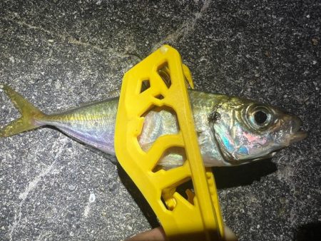 鯵を探して三千里 Vol.68