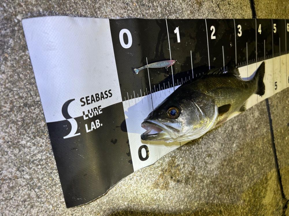 シーバスゲームと今年初の青物