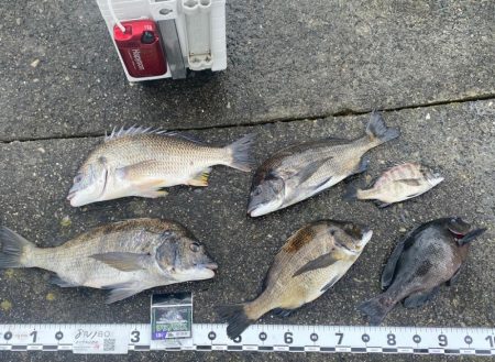 朝方から釣り始め