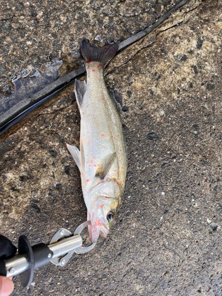 久しぶりのデイシーバス