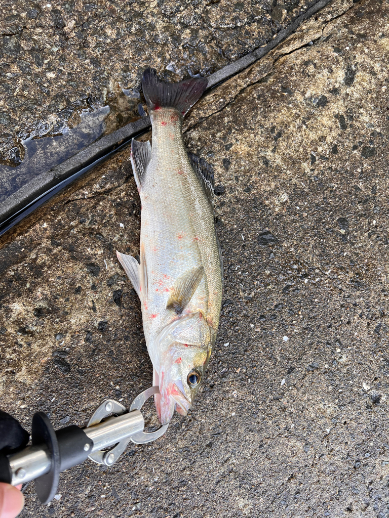 久しぶりのデイシーバス