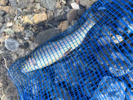 多摩川で放流マス釣り