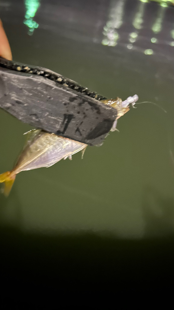 台風後の豆アジ