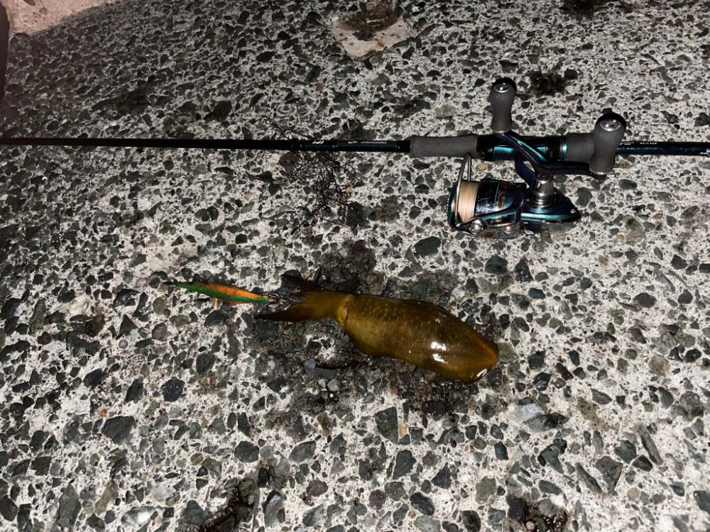 今年初エギング