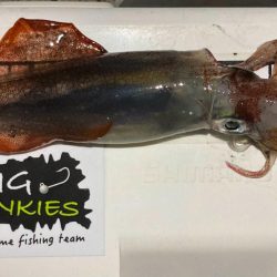 Light ケンサキング