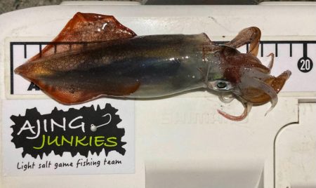 Light ケンサキング