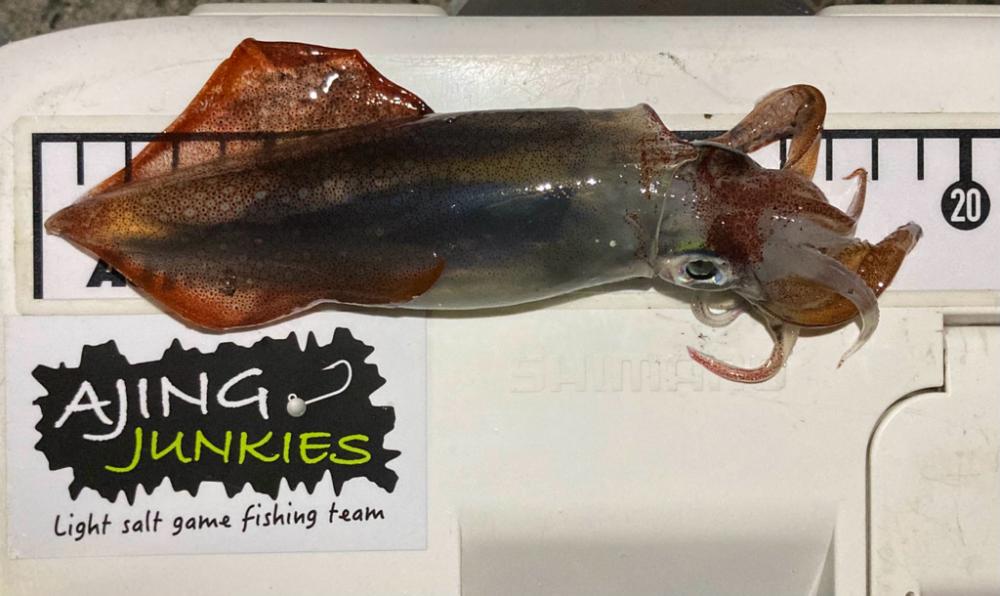 Light ケンサキング