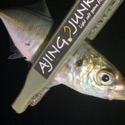 夜な夜なアジング