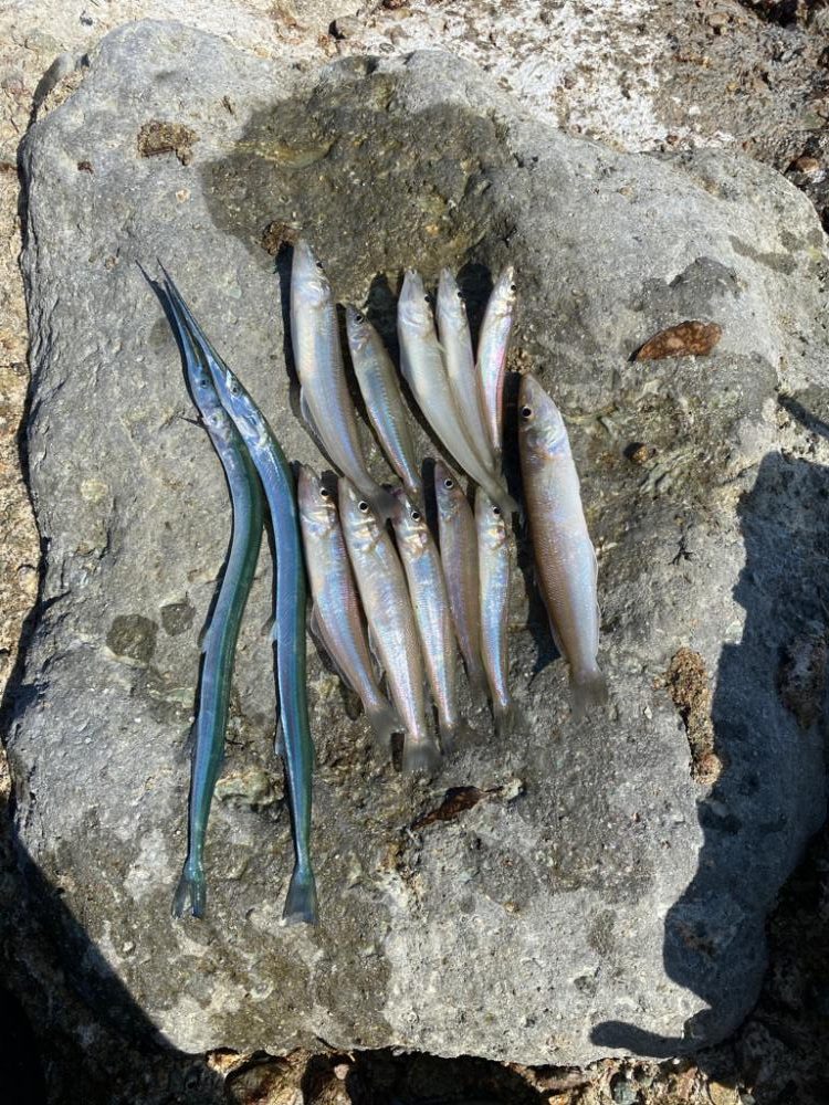 ライトちょい投げ五目