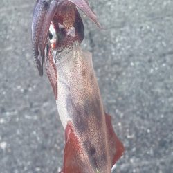 W 初釣果‼️…