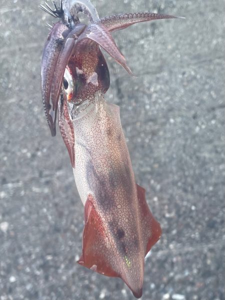 W 初釣果‼️…