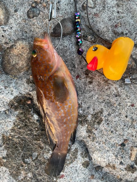 ロックフィッシュ練習