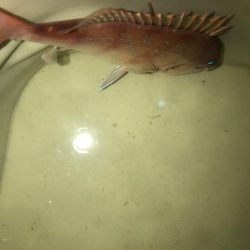 初ぶっ込みサビキ！