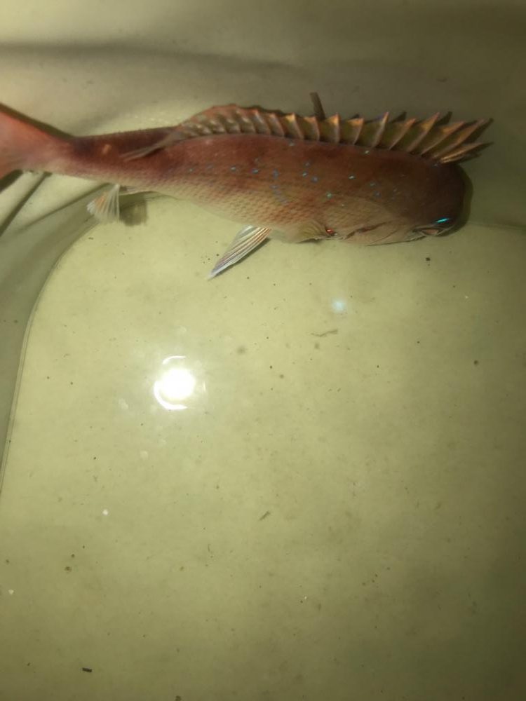 初ぶっ込みサビキ!