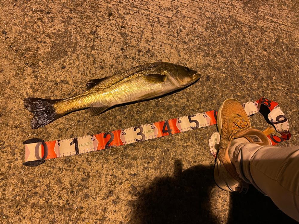 シーバス釣行