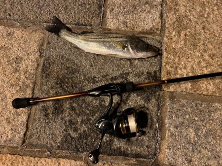 アジングロッドでシーバスゲーム