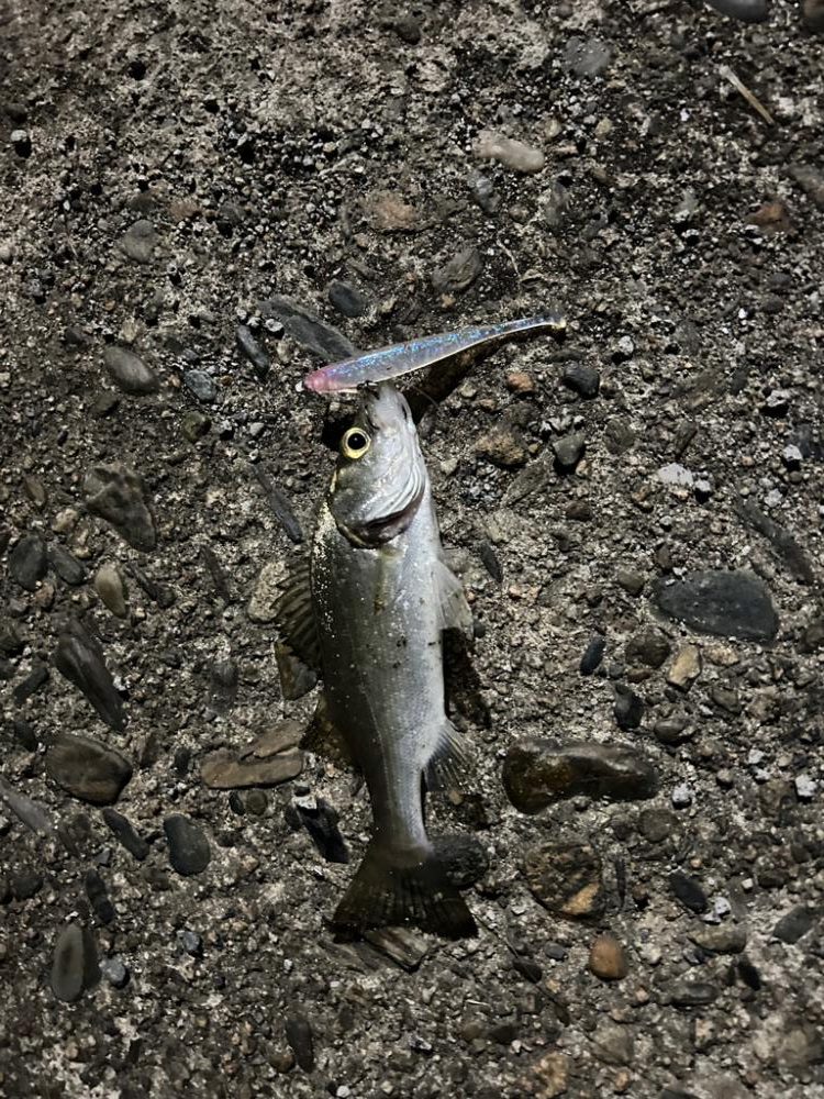 アジングロッドでシーバスゲーム