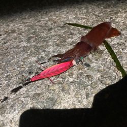 ケンサキスッテ