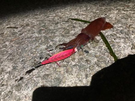 ケンサキスッテ