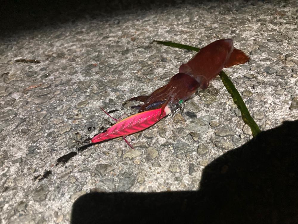 ケンサキスッテ