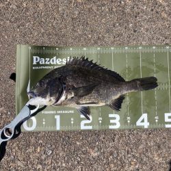 ⭐️岸ジギ釣行…