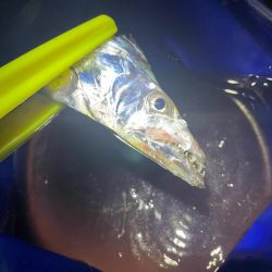 太刀魚釣り