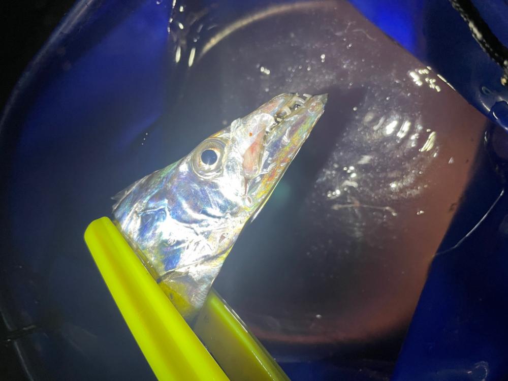 太刀魚釣り