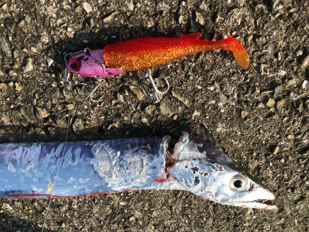 暑くてもタチウオは元気