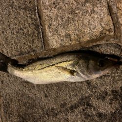 アジングロッドでシーバスゲーム