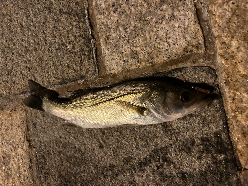 アジングロッドでシーバスゲーム