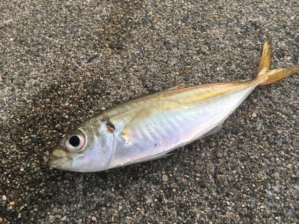 サビキ、サバゲー、ノマセ