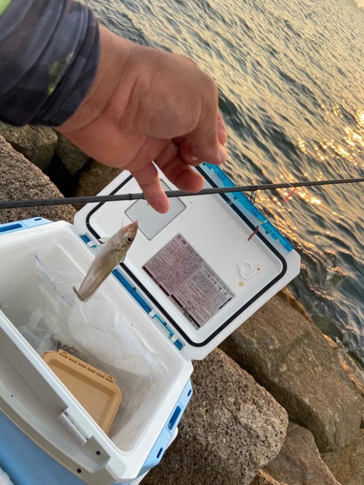 ちょい投げシロギスタの時短夕まずめ