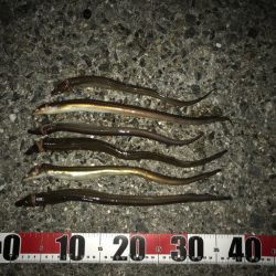 ちょい投げアナゴ編