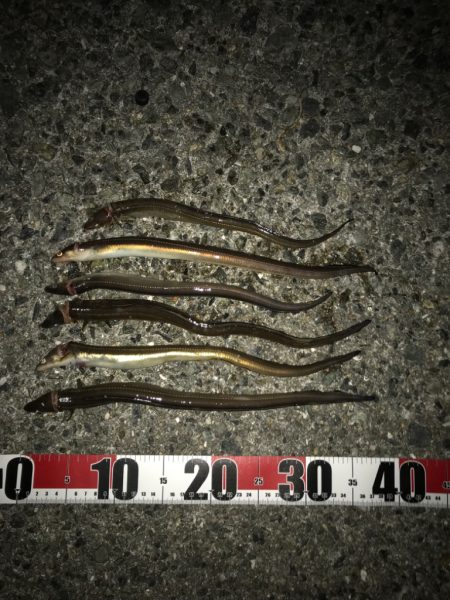 ちょい投げアナゴ編